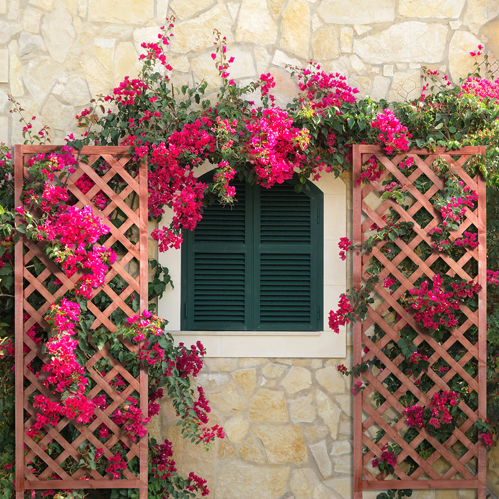 Five Easy Ways to Use a Trellis